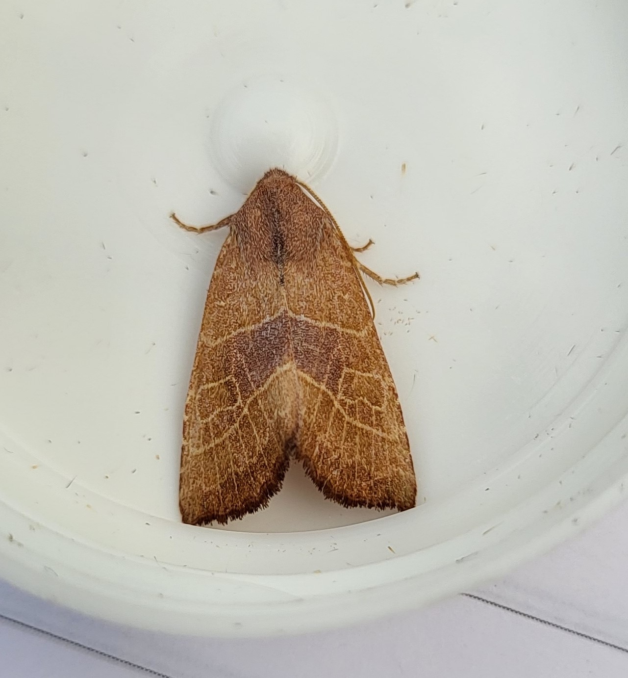 Photo of Atethmia ambusta